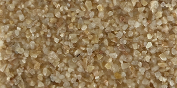 Rosa 030